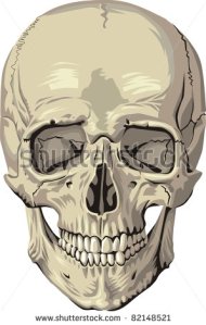 stock-vector-human-skull-82148521